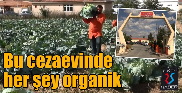 Bu cezaevinde her şey organik