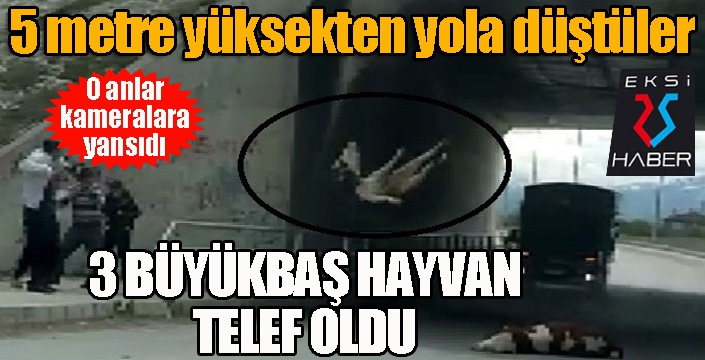 Büyükbaş hayvanlar köprüden düşerek telef oldu...