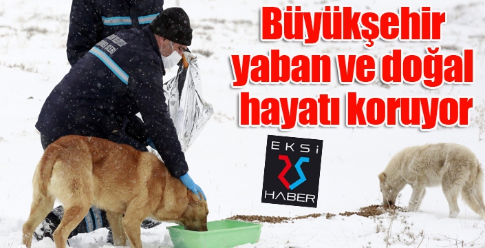 Büyükşehir yaban ve doğal hayatı koruyor