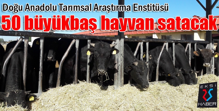 Doğu Anadolu Tarımsal Araştırma Enstitüsü’nden hayvan satışı