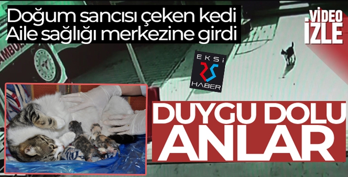 Doğum sancısı çeken kedi aile sağlığı merkezine geldi, doğumu burada yaptırıldı