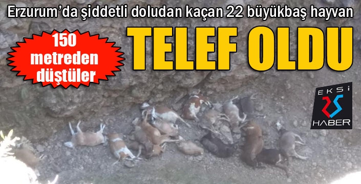 Doludan kaçan hayvanlar uçurumdan düşerek telef oldu