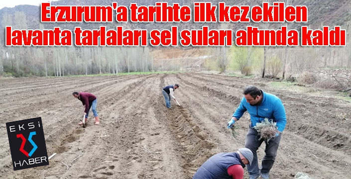 Erzurum'a tarihte ilk kez ekilen lavanta tarlaları sel suları altında kaldı