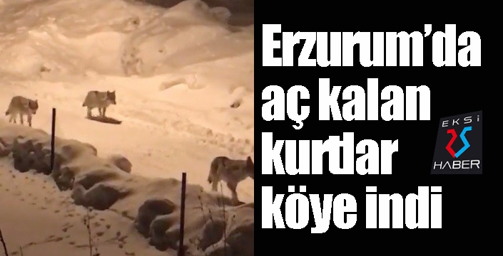 Erzurum’da aç kalan kurtlar köye indi