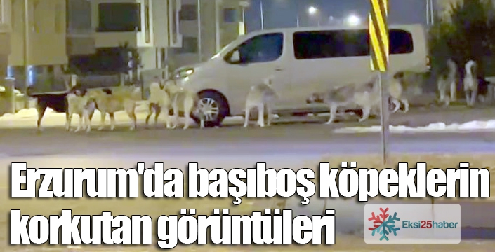 Erzurum'da başıboş köpeklerin korkutan görüntüleri