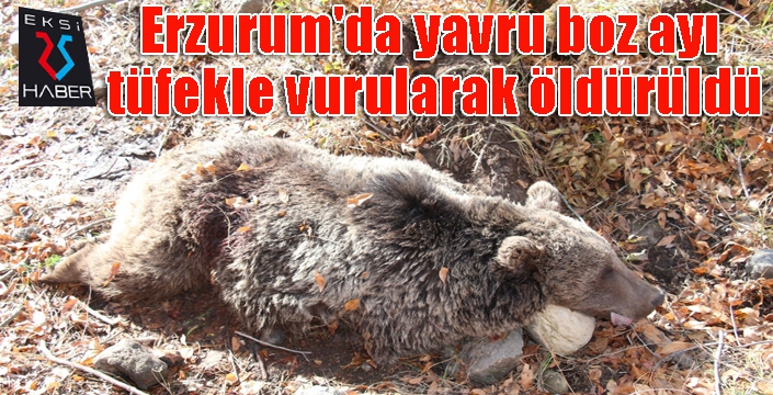 Erzurum'da boz ayıyı vurdular