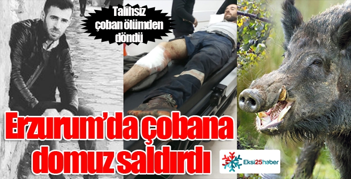 Erzurum'da çobana domuz saldırdı...