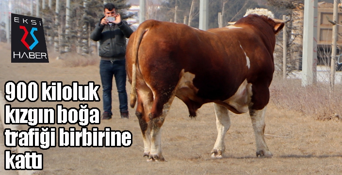 Erzurum’da sahibinin elinden kaçan 900 kiloluk boğa trafiği birbirine kattı.