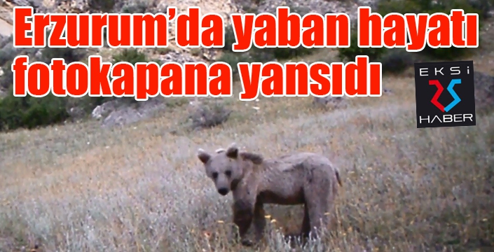 Erzurum’da yaban hayatı fotokapana yansıdı