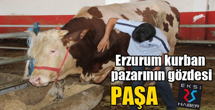 Erzurum kurban pazarının gözdesi “Paşa”