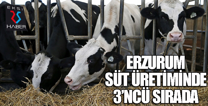 Erzurum süt üretiminde 3'ncü sırada...