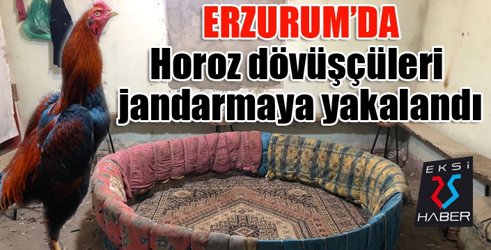 Horoz dövüşçüleri jandarmaya yakalandı