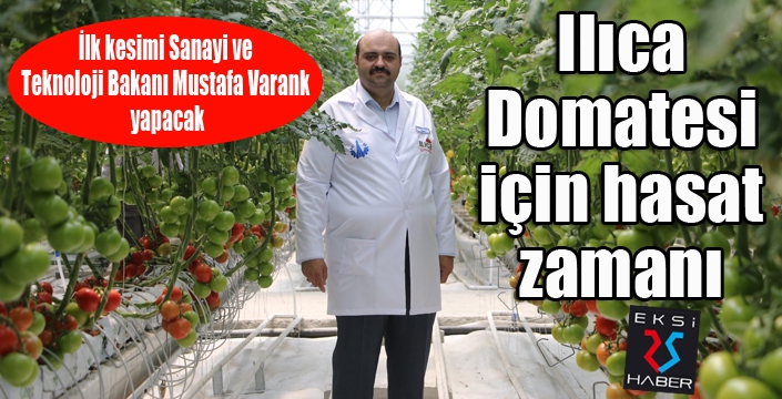 Ilıca Domatesi için hasat zamanı 