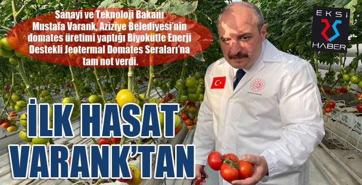 Ilıca domatesinin ilk hasadını Bakan Varank yaptı
