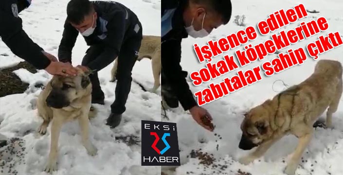 İşkence edilen sokak köpeklerine zabıtalar sahip çıktı