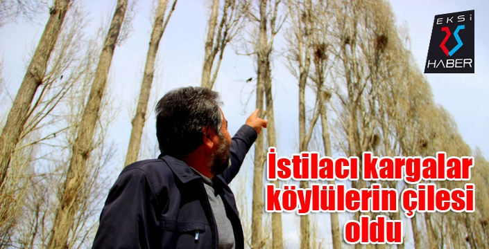 İstilacı kargalar köylülerin çilesi oldu