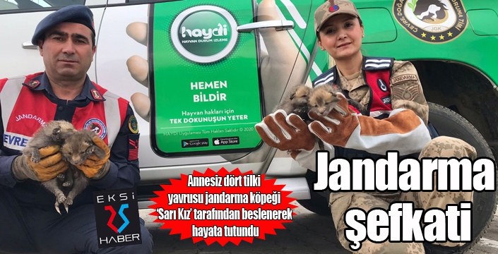 Jandarma köpeği ‘Sarı Kız’ 4 tilki yavrusuna süt annesi oldu