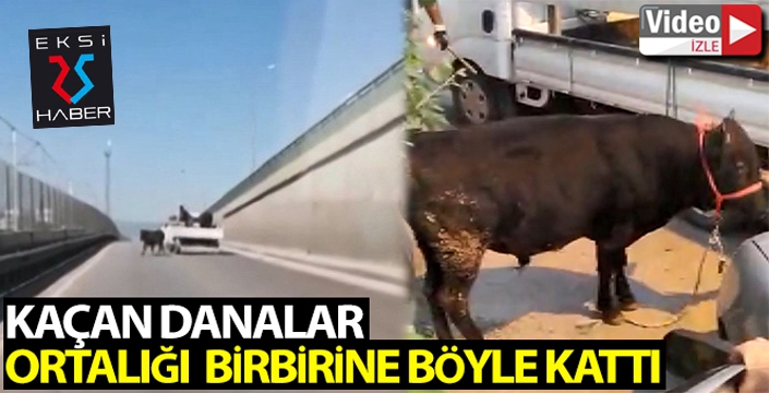 Kaçan danalar ortalığı bir birine kattı