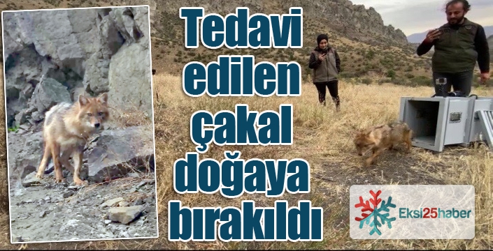 Kalçası kırılan çakal tedavi edilerek doğaya bırakıldı