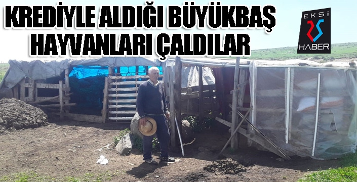 Kredi çekip aldığı büyükbaş hayvanlarını çaldılar