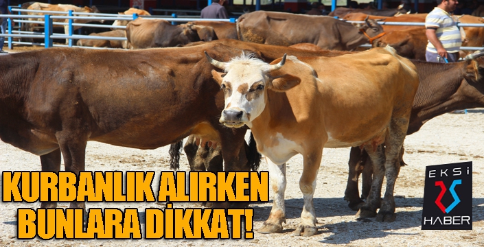 Kurbanlık alırken dikkat edilmesi gerekenler