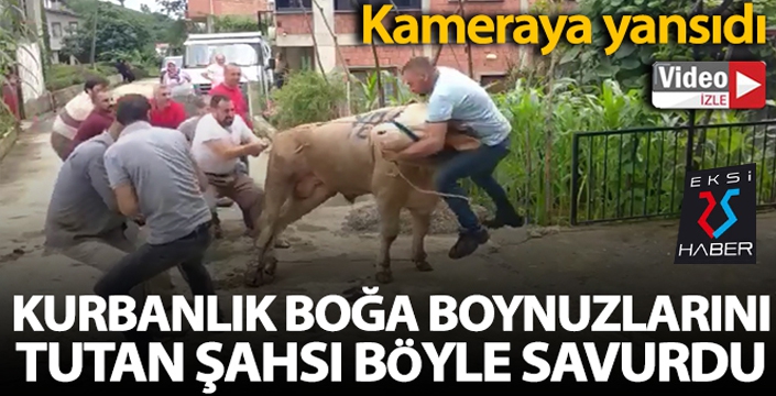 Kurbanlık boğa boynuzlarını tutan şahsı böyle savurdu