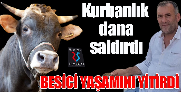 Kurbanlık dananın saldırdığı besici hayatını kaybetti