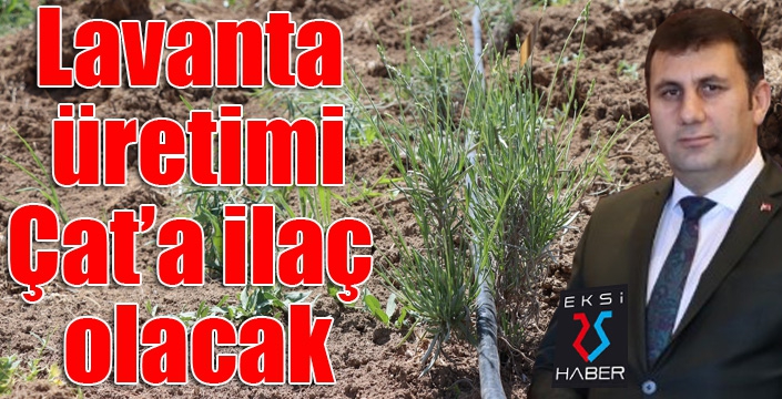 Lavanta Çat’a ilaç olacak