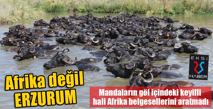 Mandaların göl içindeki keyifli hali Afrika belgesellerini aratmadı