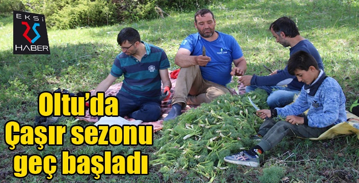 Oltu’da Çaşır sezonu geç başladı