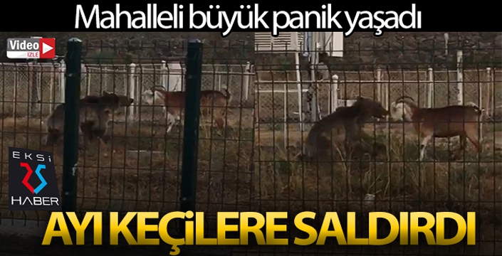 Sarıkamış'ta ayı keçilere böyle saldırdı