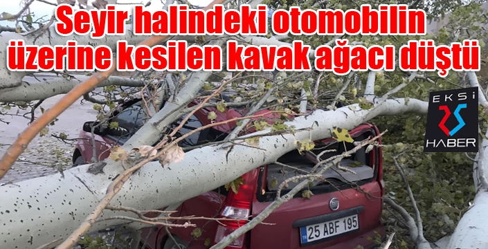 Seyir halindeki otomobilin üzerine kesilen kavak ağacı düştü