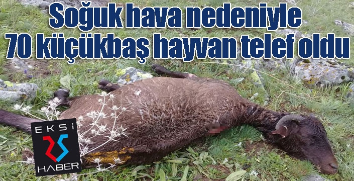 Soğuk hava nedeniyle 70 küçükbaş hayvan telef oldu