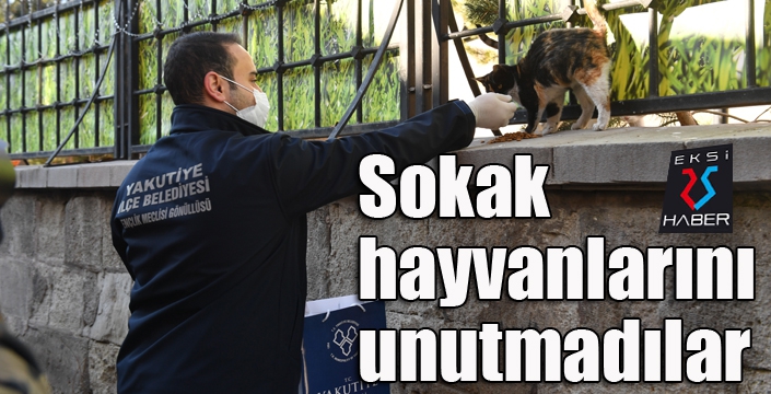 Sokak hayvanlarına mama bıraktılar