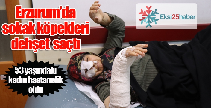 Sokak köpekleri dehşet saçtı