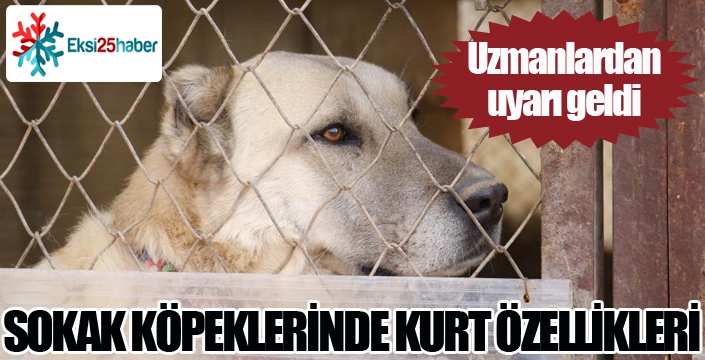 Sokak köpeklerinde kurt özellikleri görülmeye başladı