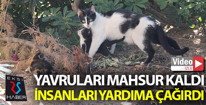 Yavruları mahsur kalan anne kedi insanları yardıma çağırdı